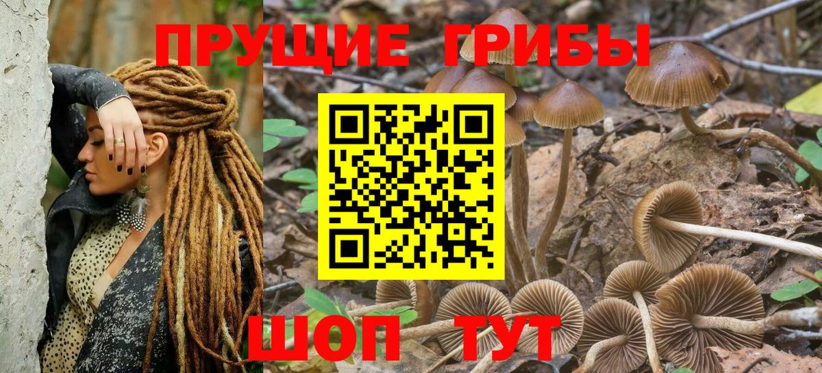 Можга  Галлюциногенные грибы Cubensis  Вход с VPN 